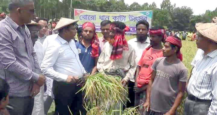 গাইবান্ধায় ধান কাটা উৎসব অনুষ্ঠিত