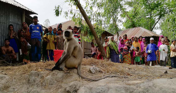 বগুড়ার শেরপুরে লোকালয়ে হুনুমান: উৎসুক জনতার ভীড়