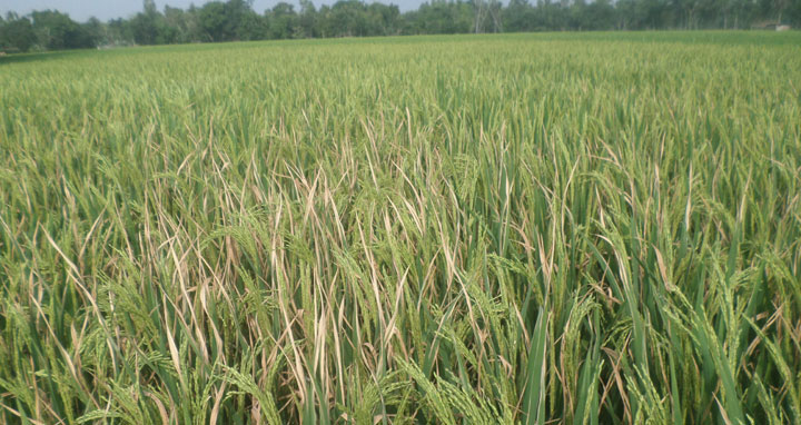 বোরো ক্ষেতে নেক ব্লাস্টের আক্রমণে দিশেহারা কৃষক