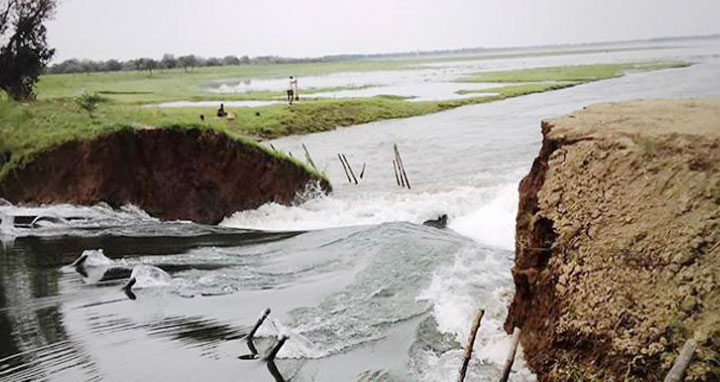 নাউটানায় বাঁধ কেটে দেওয়ায় হুমকির মুখে বোরো ধান