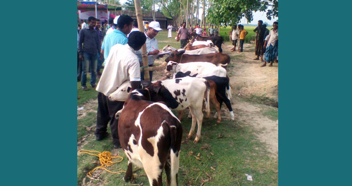 চিরিরবন্দরে কৃত্রিম প্রজননের বাছুর প্রদর্শন ও পুরষ্কার বিতরণ