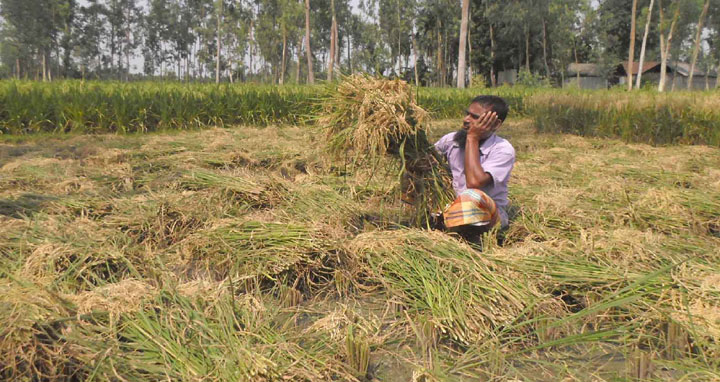 রাজারহাটে ধান ক্ষেতে নেক ব্লাস্ট আক্রান্ত: চাষীরা দিশাহারা