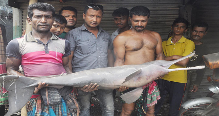 অভয়নগরে বিরল প্রজাতীর ডলফিন উদ্ধার