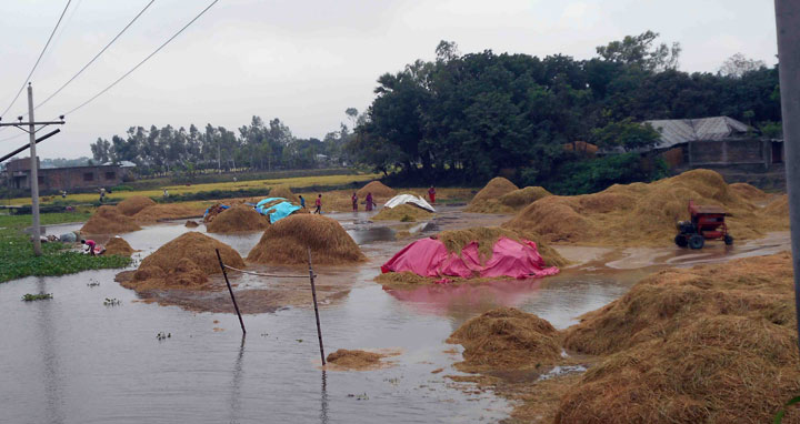 রাণীনগরে ভারি বৃষ্টিপাতে বোরো ধানের ক্ষতি