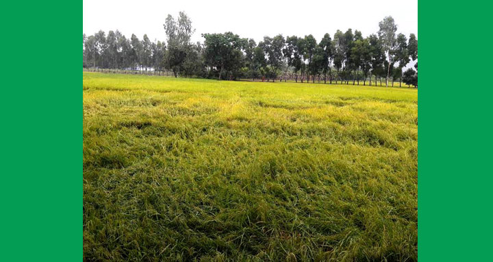 আত্রাইয়ে কালবৈশাখী ঝড়ে মৌসুমী ফল ও বোরো ধানের ব্যাপক ক্ষতি