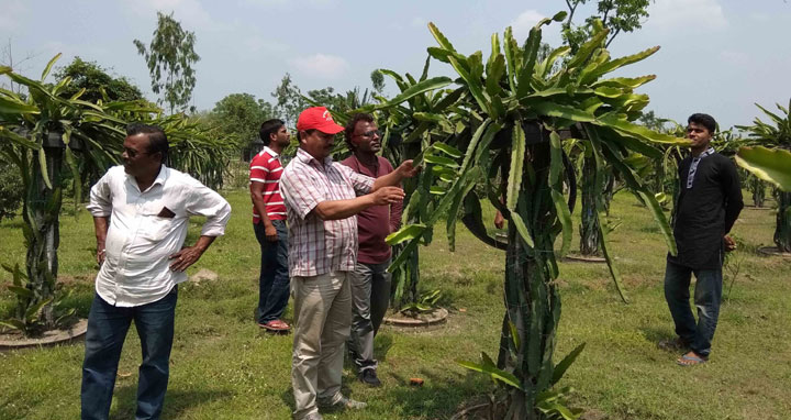 ডোমারে ড্রাগন চাষে স্বপ্ন দেখছে কৃষক