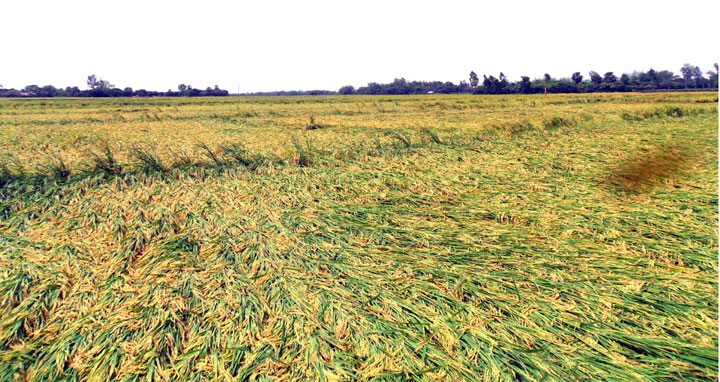 বদলগাছীতে কালবৈশাখী ঝড়ে বোরো ধানের ব্যপক ক্ষতি