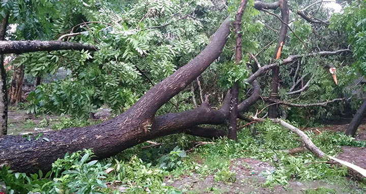 গোপালগঞ্জে বৈশাখী ঝড়ে গাছপালা ও ফসলের ব্যাপক ক্ষতি