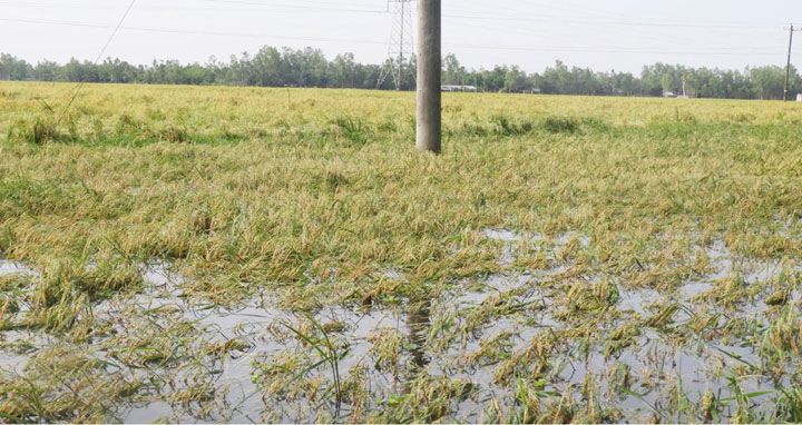 শেরপুরে পাকা বোরো ধান নিয়ে দিশেহারা কৃষক