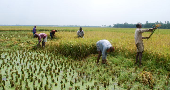 শিবপুরে ধান কাটার শ্রমিক সংকট: কৃষক দিশেহারা