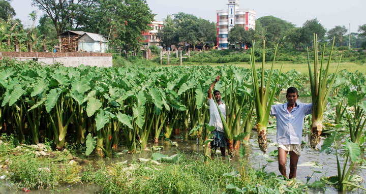 শিবপুরে কচুর বাম্পার ফলন