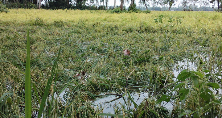 নন্দীগ্রামে পানিতে ভাসছে কৃষকের স্বপ্ন