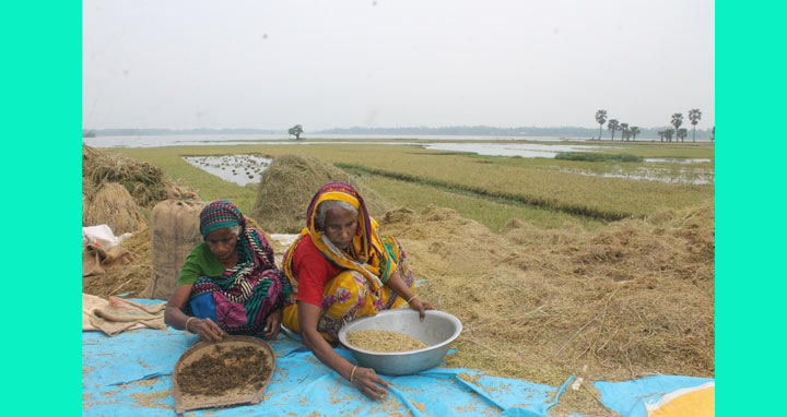 ফুলবাড়ীয়ার বড়বিলা বিলে জলাবদ্ধতায় বোরো ফসলের ক্ষতি